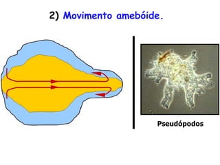2) Movimento amebóide.
 