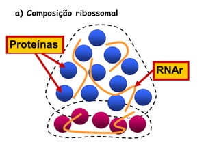 a) Composição ribossomal
 