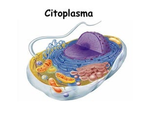 Citoplasma
 