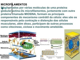 MICROFILAMENTOS São formados por várias moléculas de uma proteína globular-actina.Os microfilamentos, juntamente com outra proteína chamada MIOSINA, formam os principais componentes do mecanismo contrátil da célula: eles são os responsáveis pela contração e distenção das células musculares, além disso, participam de outros processos como citocinese, ciclose e movimento amebóide. 