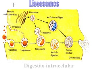 Lisossomos Digestão intracelular 
