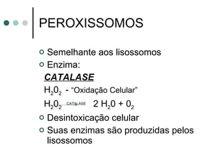 PEROXISSOMOS Semelhante aos lisossomos Enzima: CATALASE H 2 0 2  -  “Oxidação Celular”   H 2 0 2   CATALASE   2 H 2 0 + 0 2  Desintoxicação celular Suas enzimas são produzidas pelos lisossomos 