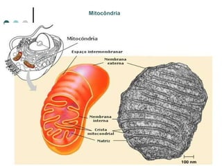 Mitocôndria   
