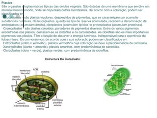 Plastos São organelas citoplasmáticas típicas das células vegetais. São dotadas de uma membrana que envolve um material interno amorfo, onde se dispersam outras membranas. De acordo com a coloração, podem ser classificados em: · Leucoplastos - são plastos incolores, desprovidos de pigmentos, que se caracterizam por acumular substâncias nutritivas. Os leucoplastos, quanto ao tipo de reserva acumulada, recebem a denominação de amiloplastos (acumulam amido), oleoplastos (acumulam lipídios) e proteoplastos (acumulam proteínas). · Cromoplastos - são plastos coloridos, portadores de pigmentos diversos. Entre os vários pigmentos encontradas nos plastos, destacam-se as clorofilas e os carotenóides. As clorofilas são os mais importantes pigmentos dos plastos. Têm a função de absorver a energia luminosa, indispensável para a ocorrência da fotossíntese. Os cromossomos, de acordo com a sua coloração podem ser classificados em: · Eritroplastos (eritro = vermelho), plastos vermelhos cuja coloração se deve à predominância de carotenos. · Xantroplastos (Xanto = amarelo), plastos amarelos, com predominância de xantofilas. · Cloroplastos (cloro = verde), plastos verdes, com predominância de clorofilas. Estructura De cloroplasto : 