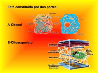 Está constituído por dos partes: A-Citosol B-Citoesqueleto