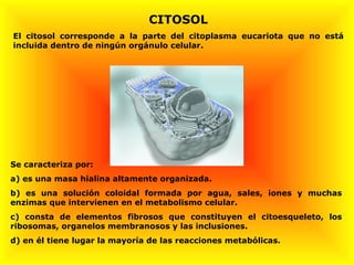 CITOSOL El citosol corresponde a la parte del citoplasma eucariota que no está incluida dentro de ningún orgánulo celular. Se caracteriza por: a) es una masa hialina altamente organizada. b) es una solución coloidal formada por agua, sales, iones y muchas enzimas que intervienen en el metabolismo celular. c) consta de elementos fibrosos que constituyen el citoesqueleto, los ribosomas, organelos membranosos y las inclusiones. d) en él tiene lugar la mayoría de las reacciones metabólicas .