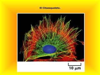 El Citoesqueleto.