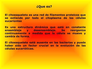 El citoesqueleto es una red de filamentos proteicos que se extiende por todo el citoplasma de las células eucariontes Es una estructura dinámica que está en constante ensamblaje y desensamblaje. Se reorganiza continuamente a medida que la célula se mueve y cambia de forma. El citoesqueleto está ausente en las bacterias y puede haber sido un factor crucial en la evolución de las células eucarióticas. ¿Que es?