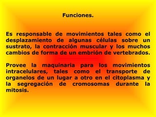 Funciones. Es responsable de movimientos tales como el desplazamiento de algunas células sobre un sustrato, la contracción muscular y los muchos cambios de forma de un embrión de vertebrados. Provee la maquinaria para los movimientos intracelulares, tales como el transporte de organelos de un lugar a otro en el citoplasma y la segregación de cromosomas durante la mitosis.