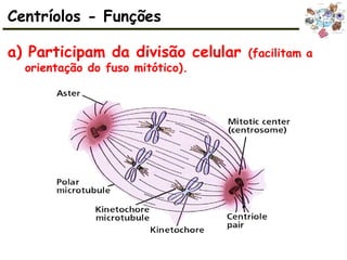 a) Participam da divisão celular (facilitam a
orientação do fuso mitótico).
Centríolos - Funções
 