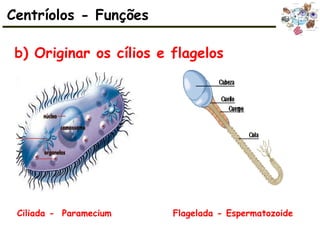 b) Originar os cílios e flagelos
Centríolos - Funções
Ciliada - Paramecium Flagelada - Espermatozoide
 