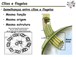 • Semelhanças entre cílios e flagelos
• Mesma função
• Mesma origem
• Mesma estrutura
Cílios e flagelos
 