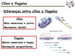 • Diferenças entre cílios e flagelos
Cílios
Mais numerosos e curtos
Movimento vibrátil
Flagelos
Menos numerosos e longos
Movimento serpentiforme
Cílios e flagelos
 