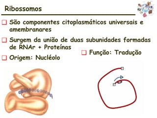 ❑ São componentes citoplasmáticos universais e
amembranares
❑ Surgem da união de duas subunidades formadas
de RNAr + Proteínas
❑ Origem: Nucléolo
❑ Função: Tradução
Ribossomos
 