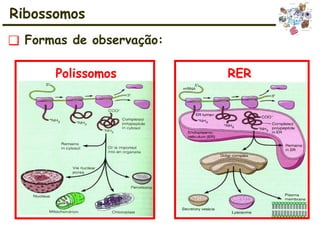 Ribossomos
Polissomos RER
❑ Formas de observação:
 