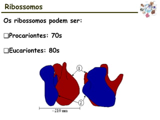 Ribossomos
Os ribossomos podem ser:
❑Procariontes: 70s
❑Eucariontes: 80s
 