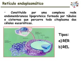 • Constituído por uma complexa rede
endomembranosa lipoproteica formada por túbulos
e cisternas que percorre todo citoplasma das
células eucarióticas.
Tipos:
a) RER
b) REL
Retículo endoplasmático
 