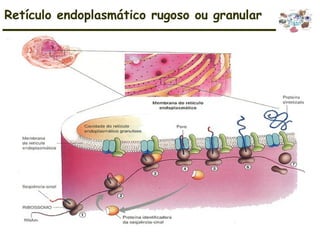Retículo endoplasmático rugoso ou granular
 