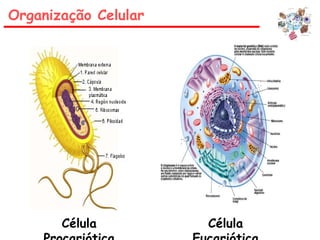 Organização Celular
Célula Célula
 