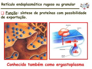 ❑ Função: síntese de proteínas com possibilidade
de exportação.
Retículo endoplasmático rugoso ou granular
Conhecido também como ergastoplasma
 