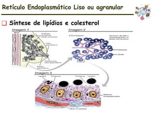 ❑ Síntese de lipídios e colesterol
Retículo Endoplasmático Liso ou agranular
 