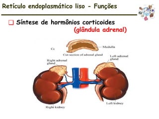 ❑ Síntese de hormônios corticoides
(glândula adrenal)
Retículo endoplasmático liso - Funções
 