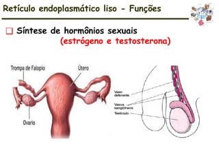 Retículo endoplasmático liso - Funções
❑ Síntese de hormônios sexuais
(estrógeno e testosterona)
 