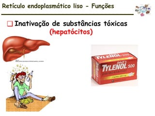 ❑ Inativação de substâncias tóxicas
(hepatócitos)
Retículo endoplasmático liso - Funções
 