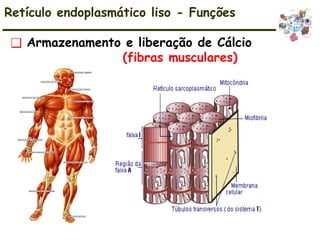 ❑ Armazenamento e liberação de Cálcio
(fibras musculares)
Retículo endoplasmático liso - Funções
 