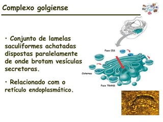 • Conjunto de lamelas
saculiformes achatadas
dispostas paralelamente
de onde brotam vesículas
secretoras.
• Relacionado com o
retículo endoplasmático.
Complexo golgiense
Cisternas
Face CIS
Face TRANS
 