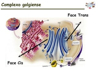Complexo golgiense
Face Cis
Face Trans
 
