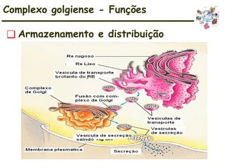 ❑ Armazenamento e distribuição
Complexo golgiense - Funções
 
