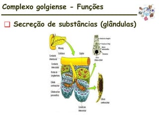 Complexo golgiense - Funções
❑ Secreção de substâncias (glândulas)
 