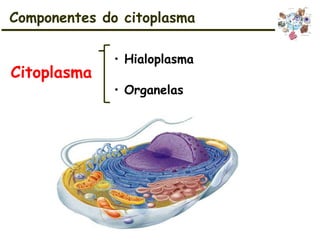 Citoplasma
• Organelas
• Hialoplasma
Componentes do citoplasma
 