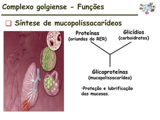 ❑ Síntese de mucopolissacarídeos
Complexo golgiense - Funções
Proteínas
(oriundas do RER)
Glicídios
(carboidratos)
Glicoproteínas
(mucopolissacarídeo)
•Proteção e lubrificação
das mucosas.
 