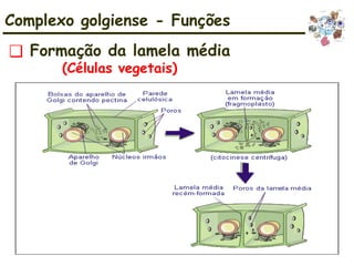 Complexo golgiense - Funções
❑ Formação da lamela média
(Células vegetais)
 
