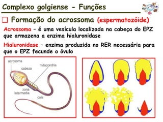 Acrossoma – é uma vesícula localizada na cabeça do EPZ
que armazena a enzima hialuronidase
Hialuronidase – enzima produzida no RER necessária para
que o EPZ fecunde o óvulo
❑ Formação do acrossoma (espermatozóide)
Complexo golgiense - Funções
 