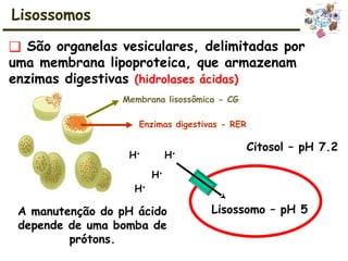 ❑ São organelas vesiculares, delimitadas por
uma membrana lipoproteica, que armazenam
enzimas digestivas (hidrolases ácidas)
Lisossomos
Membrana lisossômica - CG
Enzimas digestivas - RER
Citosol – pH 7.2
Lisossomo – pH 5
H+
H+
H+
H+
A manutenção do pH ácido
depende de uma bomba de
prótons.
 