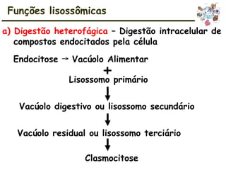 a) Digestão heterofágica – Digestão intracelular de
compostos endocitados pela célula
+
Lisossomo primário
Vacúolo digestivo ou lisossomo secundário
Vacúolo residual ou lisossomo terciário
Clasmocitose
Funções lisossômicas
Endocitose Vacúolo Alimentar
→
 