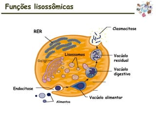 Funções lisossômicas
RER
Endocitose
Vacúolo alimentar
Vacúolo
digestivo
Vacúolo
residual
Clasmocitose
Alimentos
Lisossomos
 