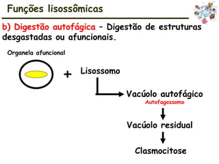 Organela afuncional
+ Lisossomo
Vacúolo residual
Clasmocitose
Funções lisossômicas
b) Digestão autofágica – Digestão de estruturas
desgastadas ou afuncionais.
Vacúolo autofágico
Autofagossomo
 