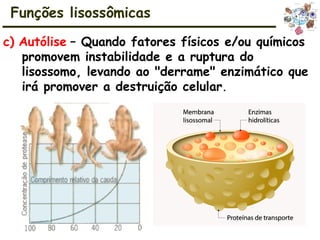 Funções lisossômicas
c) Autólise – Quando fatores físicos e/ou químicos
promovem instabilidade e a ruptura do
lisossomo, levando ao "derrame" enzimático que
irá promover a destruição celular.
 