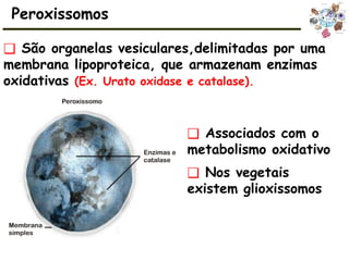 Peroxissomos
❑ Associados com o
metabolismo oxidativo
❑ Nos vegetais
existem glioxissomos
❑ São organelas vesiculares,delimitadas por uma
membrana lipoproteica, que armazenam enzimas
oxidativas (Ex. Urato oxidase e catalase).
 