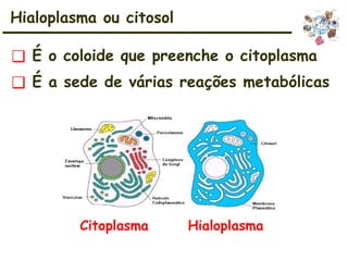 ❑ É o coloide que preenche o citoplasma
❑ É a sede de várias reações metabólicas
Hialoplasma ou citosol
Citoplasma Hialoplasma
 