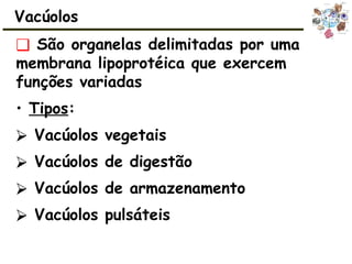 ❑ São organelas delimitadas por uma
membrana lipoprotéica que exercem
funções variadas
• Tipos:
⮚ Vacúolos vegetais
⮚ Vacúolos de digestão
⮚ Vacúolos de armazenamento
⮚ Vacúolos pulsáteis
Vacúolos
 