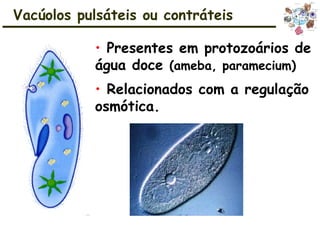 • Presentes em protozoários de
água doce (ameba, paramecium)
• Relacionados com a regulação
osmótica.
Vacúolos pulsáteis ou contráteis
 