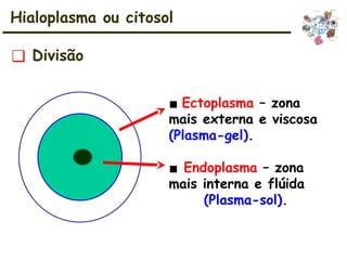 ❑ Divisão
Hialoplasma ou citosol
▪ Ectoplasma – zona
mais externa e viscosa
(Plasma-gel).
▪ Endoplasma – zona
mais interna e flúida
(Plasma-sol).
 