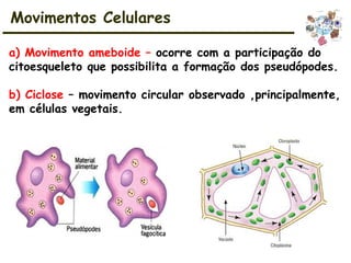 Movimentos Celulares
a) Movimento ameboide – ocorre com a participação do
citoesqueleto que possibilita a formação dos pseudópodes.
b) Ciclose – movimento circular observado ,principalmente,
em células vegetais.
 