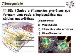 ❑ São túbulos e filamentos protéicos que
formam uma rede citoplasmática nas
células eucarióticas
Citoesqueleto
Componentes:
a) Microtúbulos
b) Filamentos intermediários
c) Microfilamentos
 
