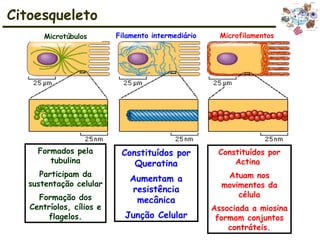 Citoesqueleto
Formados pela
tubulina
Participam da
sustentação celular
Formação dos
Centríolos, cílios e
flagelos.
Constituídos por
Queratina
Aumentam a
resistência
mecânica
Junção Celular
Constituídos por
Actina
Atuam nos
movimentos da
célula
Associada a miosina
formam conjuntos
contráteis.
Microtúbulos Filamento intermediário Microfilamentos
 